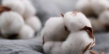 Giá Bông Duy Trì Mức Tăng Đầu Phiên Cho Đến Giữa Phiên Giao Dịch