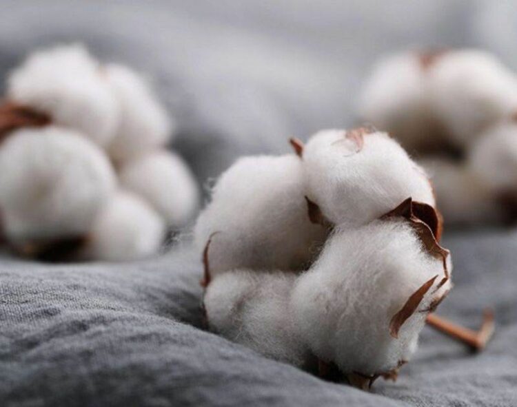 Giá Bông Duy Trì Mức Tăng Đầu Phiên Cho Đến Giữa Phiên Giao Dịch