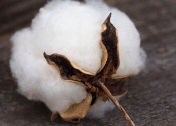 Giá Bông Đóng Cửa Với Mức Giảm Rên Hầu Hết Các Hợp Đồng