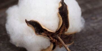 Giá Bông Đóng Cửa Với Mức Giảm Rên Hầu Hết Các Hợp Đồng