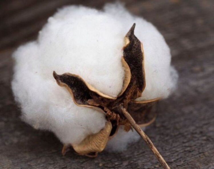 Giá Bông Đóng Cửa Với Mức Giảm Rên Hầu Hết Các Hợp Đồng