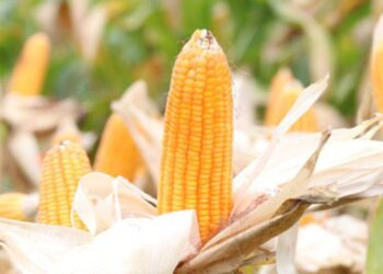 Giá Ngô Không Gây Được Sự Thúc Đẩy Cho Thị Trường