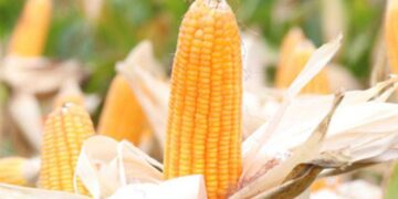 Giá Ngô Không Gây Được Sự Thúc Đẩy Cho Thị Trường