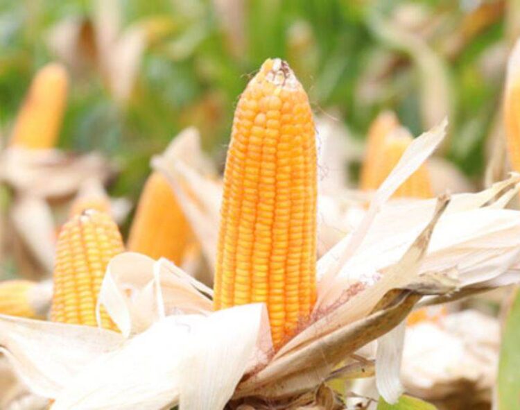 Giá Ngô Không Gây Được Sự Thúc Đẩy Cho Thị Trường