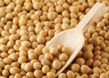 Đậu Tương Đảo Chiều Tăng Giá Nhờ Xuất Khẩu