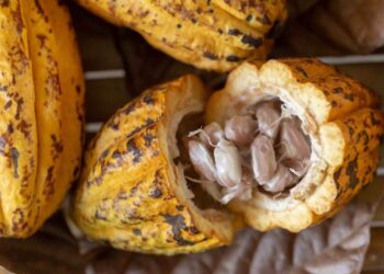 Giá Ca Cao Tăng Mạnh Do Nhu Cầu Tăng Và Nguồn Cung Eo Hẹp