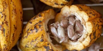 Giá Ca Cao Tăng Mạnh Do Nhu Cầu Tăng Và Nguồn Cung Eo Hẹp