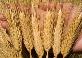 Lúa Mì Hỗn Hợp, Khi Lúa Mì Xuân Dẫn Đầu Đà Tăng