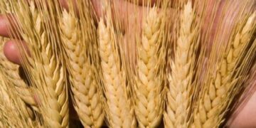 Lúa Mì Hỗn Hợp, Khi Lúa Mì Xuân Dẫn Đầu Đà Tăng