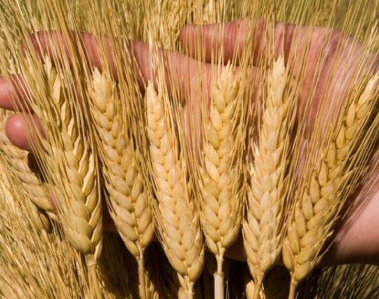 Lúa Mì Hỗn Hợp, Khi Lúa Mì Xuân Dẫn Đầu Đà Tăng