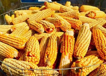 Giá Ngô Giao Dịch Với Mức Giảm Vào Giữa Ngày