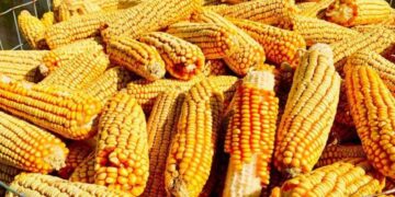 Giá Ngô Giao Dịch Với Mức Giảm Vào Giữa Ngày