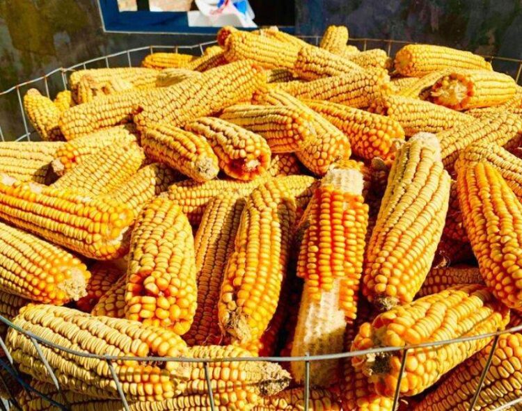 Giá Ngô Giao Dịch Với Mức Giảm Vào Giữa Ngày