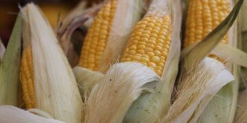 Ngô Tăng Giá Vào Thứ Hai, USDA Cho Thấy Điều Kiện Giảm