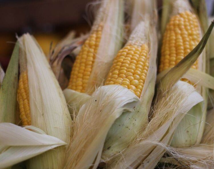 Ngô Tăng Giá Vào Thứ Hai, USDA Cho Thấy Điều Kiện Giảm