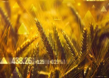 Lúa Mì Tăng Giá Khi Lúa Mì Đông Tăng Trưởng