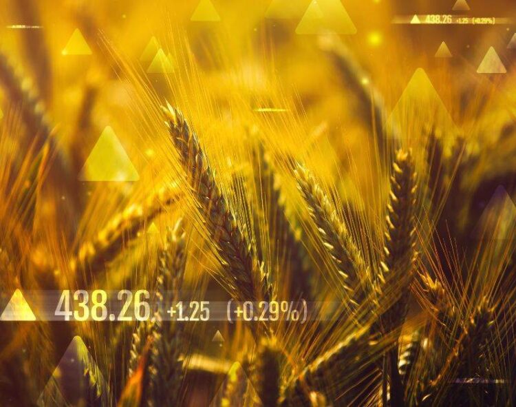 Lúa Mì Tăng Giá Khi Lúa Mì Đông Tăng Trưởng