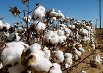 Bông Giảm Nhẹ Vào Hôm Nay