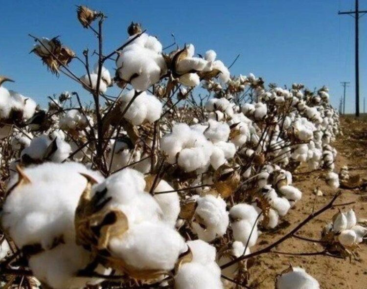 Bông Giảm Nhẹ Vào Hôm Nay