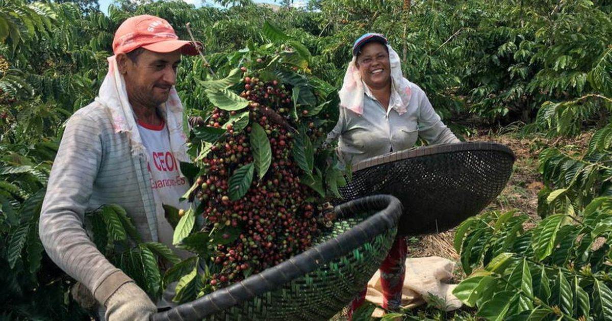 Giá Cà Phê NY Tăng Mạnh Do Thiếu Mưa Gần Đây Ở Brazil