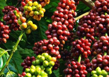 Giá Cà Phê NY Tăng Mạnh Do Thiếu Mưa Gần Đây Ở Brazil