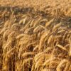 Thị Trường Lúa Mì Giảm Trong Ngày Đảo Chiều