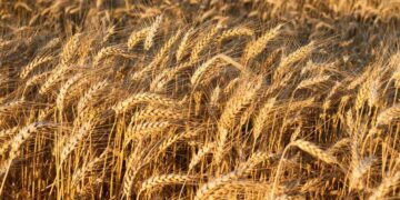 Thị Trường Lúa Mì Giảm Trong Ngày Đảo Chiều