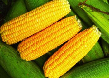 Giá Ngô Tiếp Tục Tăng Và Đóng Cửa Trên Một Số Mức Kháng Cự Kỹ Thuật Ban Đầu