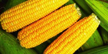 Giá Ngô Tiếp Tục Tăng Và Đóng Cửa Trên Một Số Mức Kháng Cự Kỹ Thuật Ban Đầu