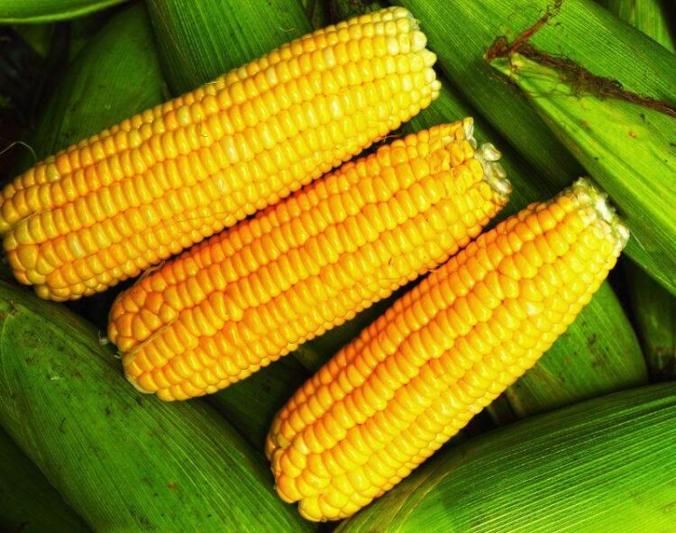 Giá Ngô Tiếp Tục Tăng Và Đóng Cửa Trên Một Số Mức Kháng Cự Kỹ Thuật Ban Đầu