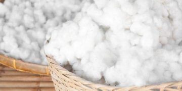 Giá Bông Giảm Do Lạc Quan Về Năng Suất Của Mỹ