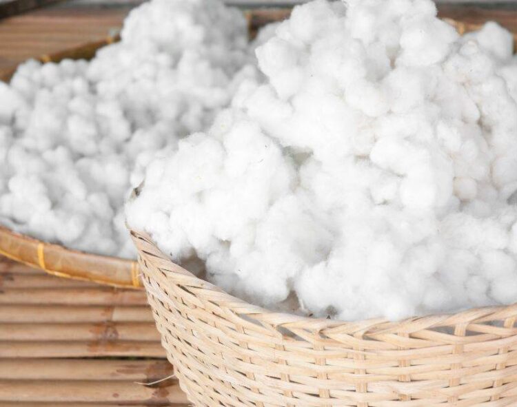 Giá Bông Giảm Do Lạc Quan Về Năng Suất Của Mỹ