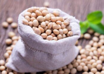 Giá Đậu Tương Chủ Yếu Tăng Ngoại Trừ Hợp Đồng Tháng Tám