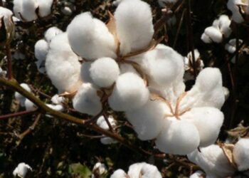 Giá Bông Lao Dốc