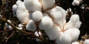 Giá Bông Lao Dốc