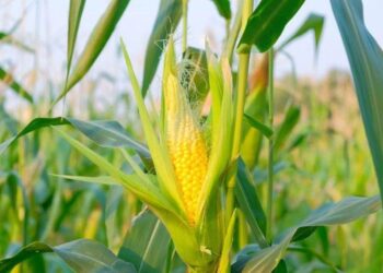 Ngô Tiếp Tục Tăng Vào Hôm Nay