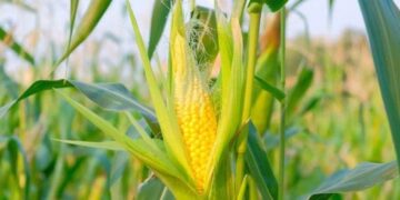 Ngô Tiếp Tục Tăng Vào Hôm Nay