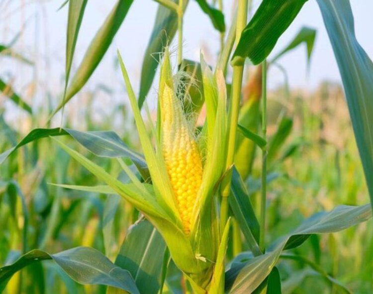 Ngô Tiếp Tục Tăng Vào Hôm Nay