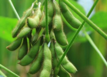 Đậu Tương Giảm Giá, Dầu Đậu Yếu Hơn