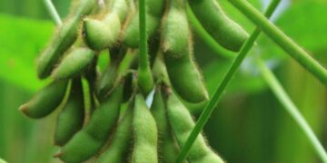 Đậu Tương Giảm Giá, Dầu Đậu Yếu Hơn