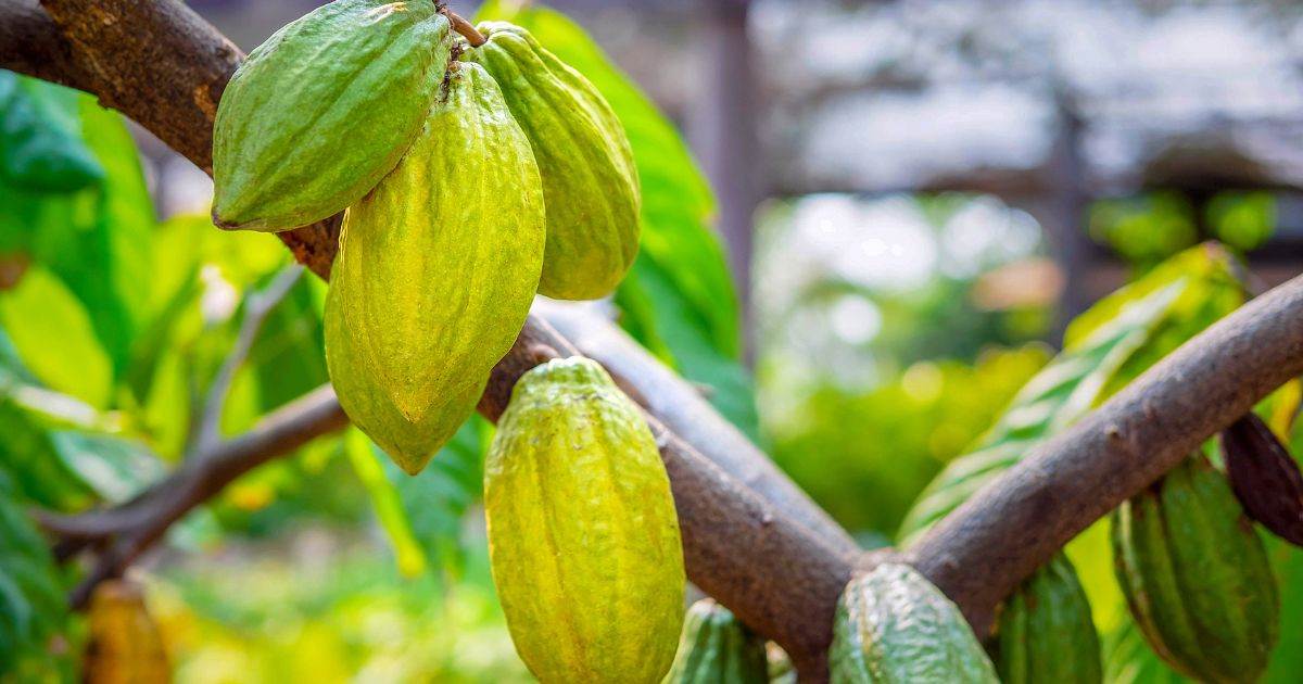 Giá Cacao Tiếp Tục Giảm Trở Lại Do Lo Ngại Về Nhu Cầu