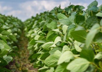 Giá Tương Lai Đậu Đại Có Một Số Biến Động