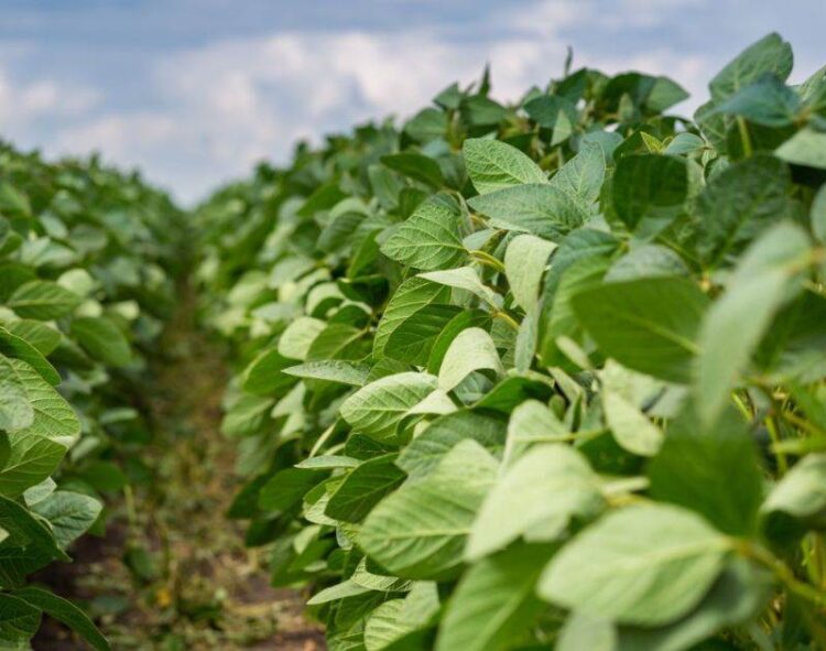 Giá Tương Lai Đậu Đại Có Một Số Biến Động