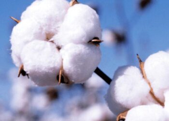 Bông Phục Hồi Tăng Giá