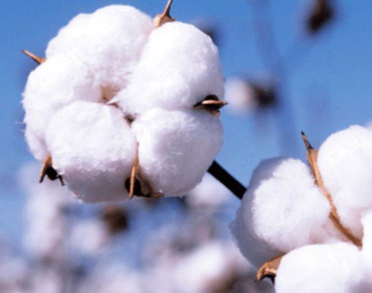 Bông Phục Hồi Tăng Giá