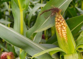 Ngô Tiếp Tục Tăng Giá Mạnh