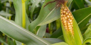 Ngô Tiếp Tục Tăng Giá Mạnh