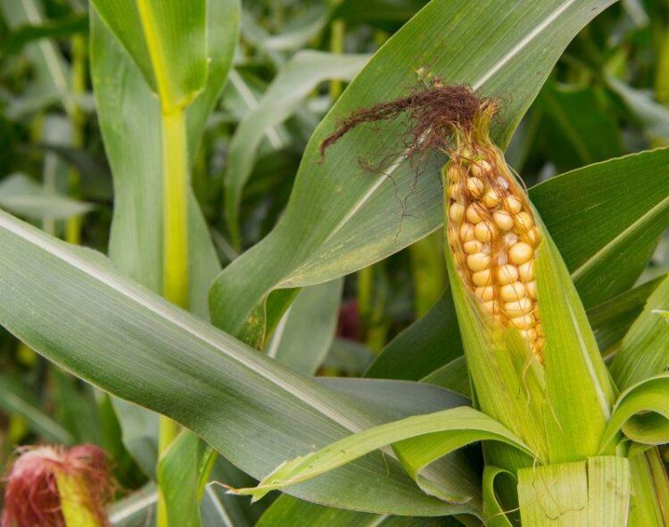 Ngô Tiếp Tục Tăng Giá Mạnh