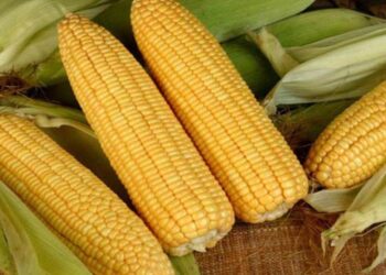 Ngô Phục Hồi Sau Đà Giảm Đầu Phiên