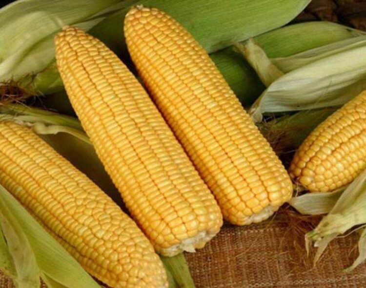 Ngô Phục Hồi Sau Đà Giảm Đầu Phiên